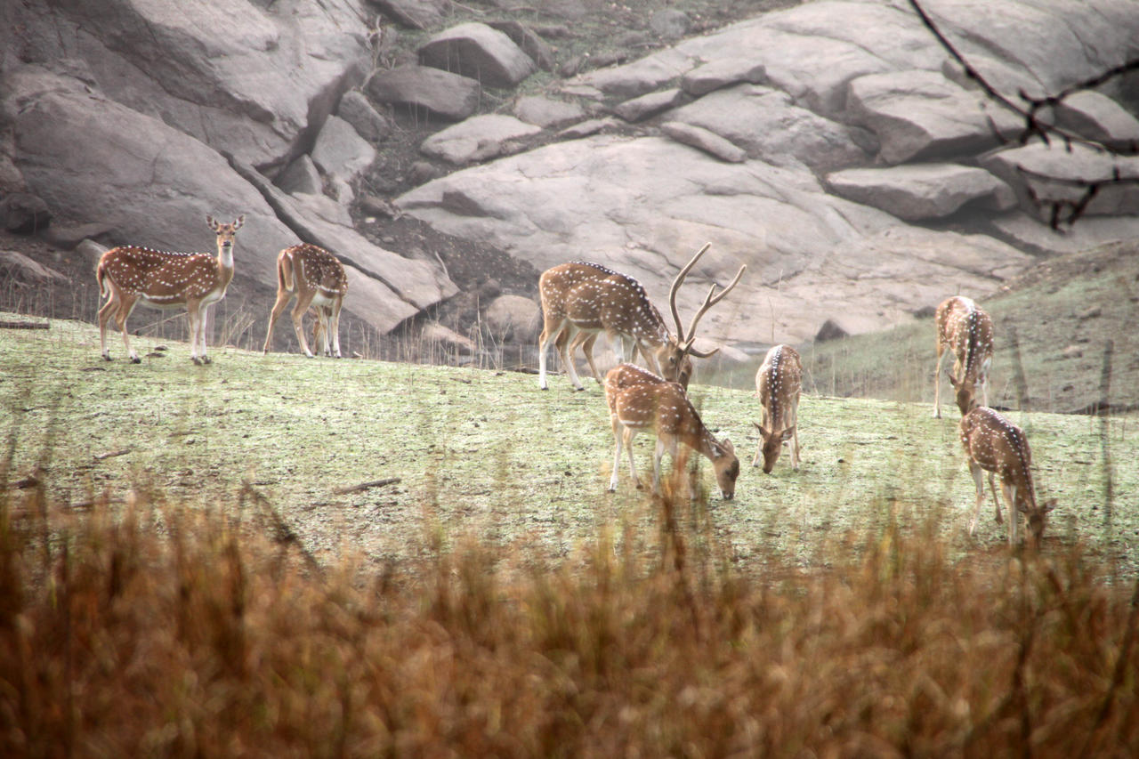 Pench Jungle Camp Hotel Khawasa Bagian luar foto